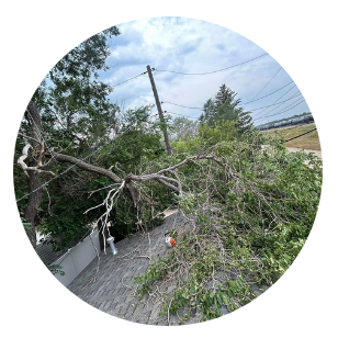 Tree removal equipment and crane Regina