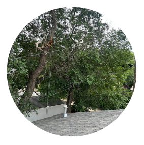 Tree removal process step