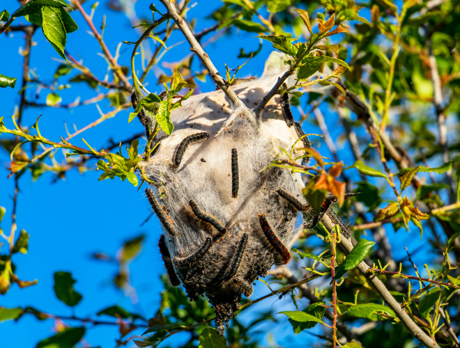 Tent caterpillar removal service in Regina