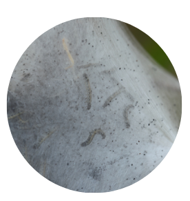 Caterpillar tent treatment process step 2