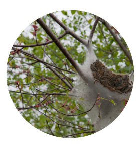 Tree inspection for caterpillar infestation