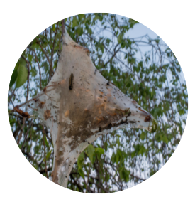 Tent caterpillar removal completion Regina