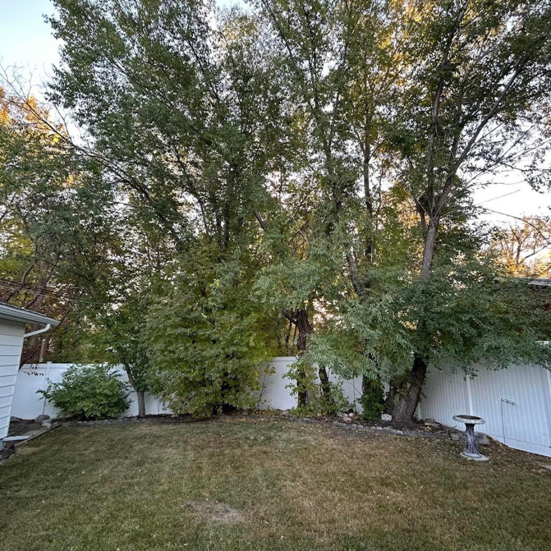 Benefits of expert tree removal services