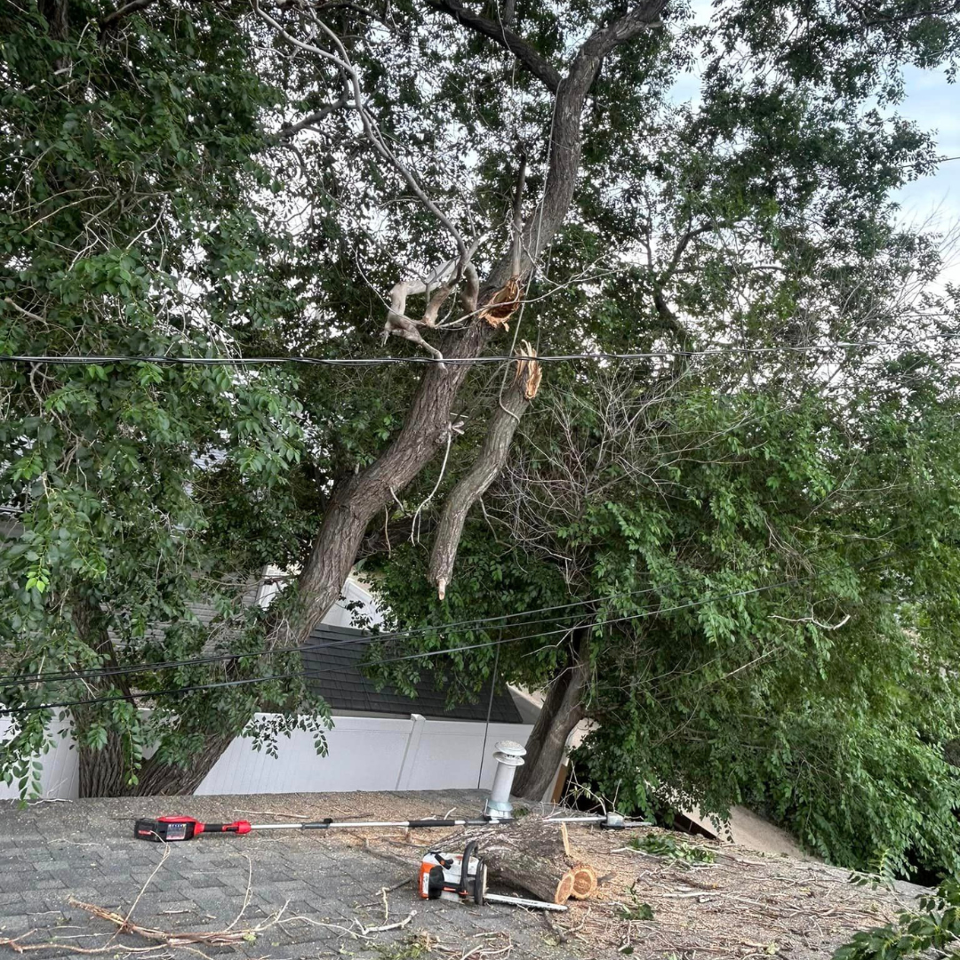 Reasons for professional tree removal Regina