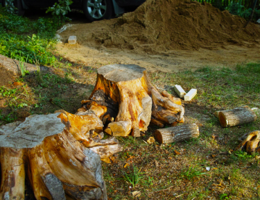 Professional tree removal service Regina